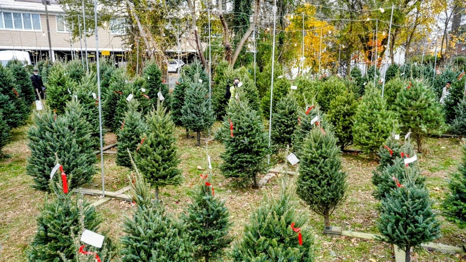 Tree's